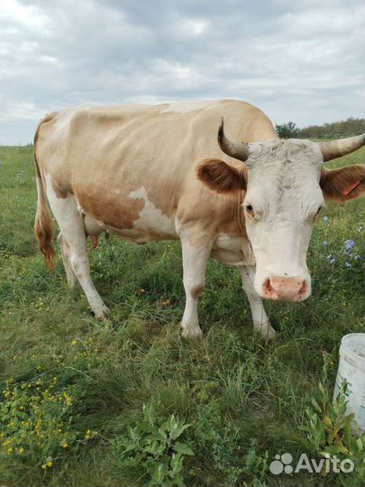 Корова дойная