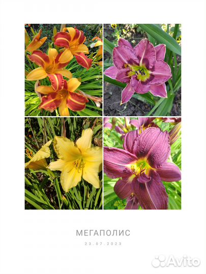 Лилейники сортовые