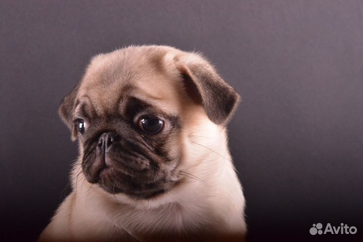 Щенки мопса