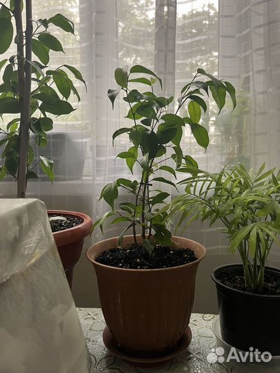 Фикус бенджамина маленький