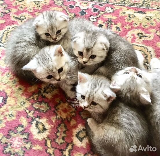 Шотландские котятки