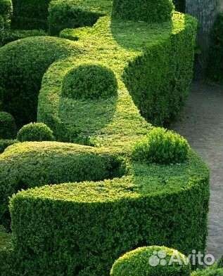 Семена самшита