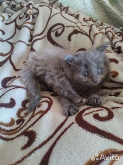 Котенок, девочка