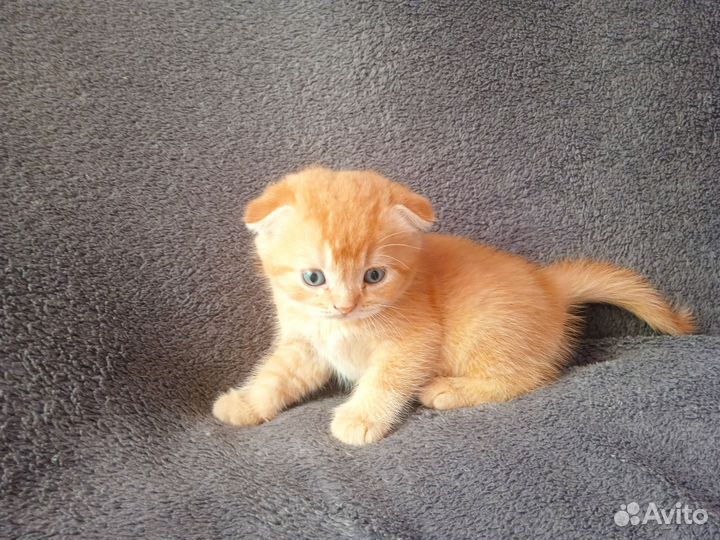 Шотландская