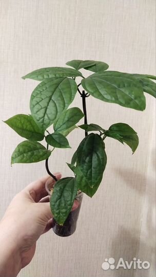 Клеродендрум Томпсона