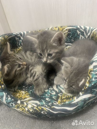Котята в добрые руки 2 месяца