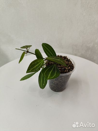 Дисхидия Ovata, Singularis