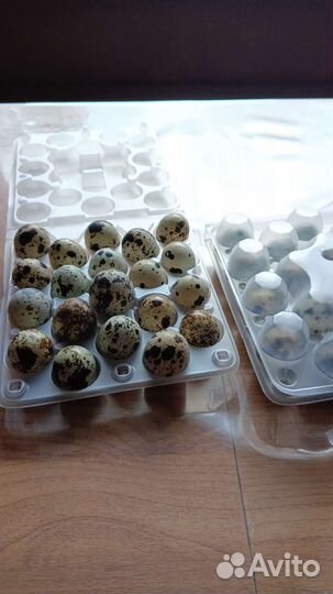 Перепелиное яйцо