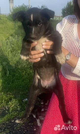 Щенок в добрые руки бесплатно