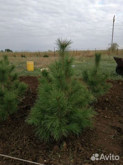 Саженцы кедровой сосны, саженцы хвойные