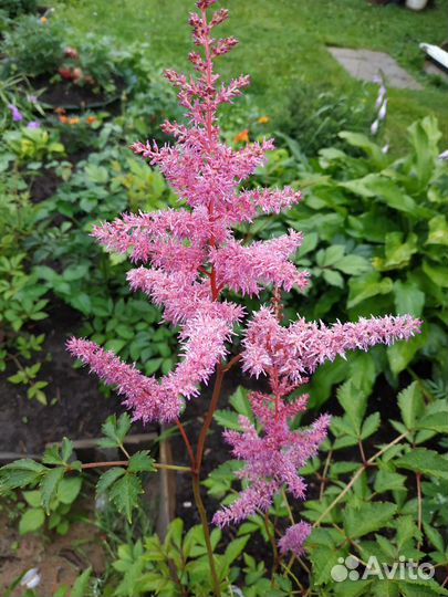 Многолетники