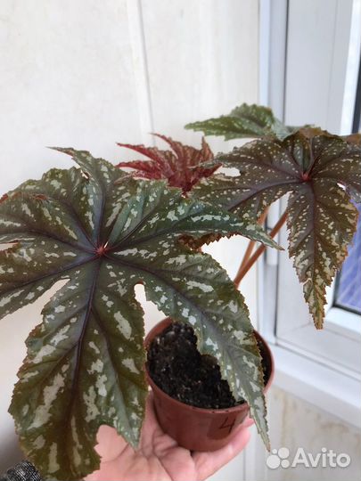 Бегония Грифон