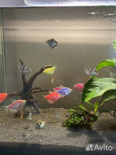 Рыбка сапфировый попугай