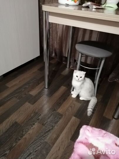 Шотландский котик