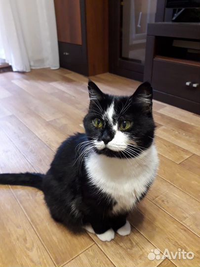 Кошечка Ася