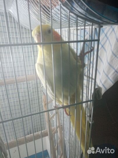 Попугай корелла