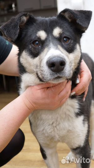 Метис лайки