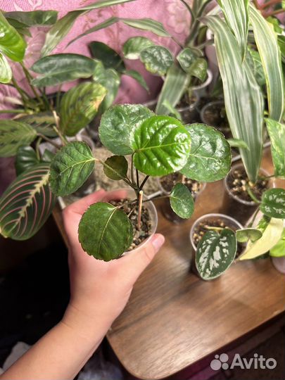 Комнатные цветы