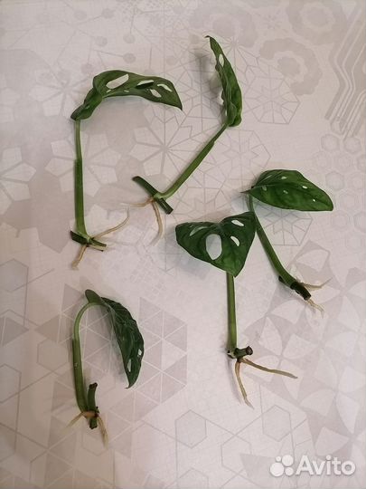 Монстера манки