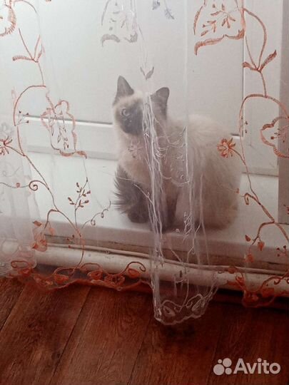 Сиамская кошечка