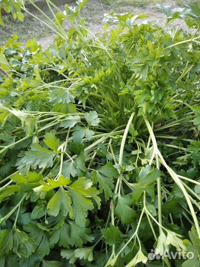 Петрушка свежая