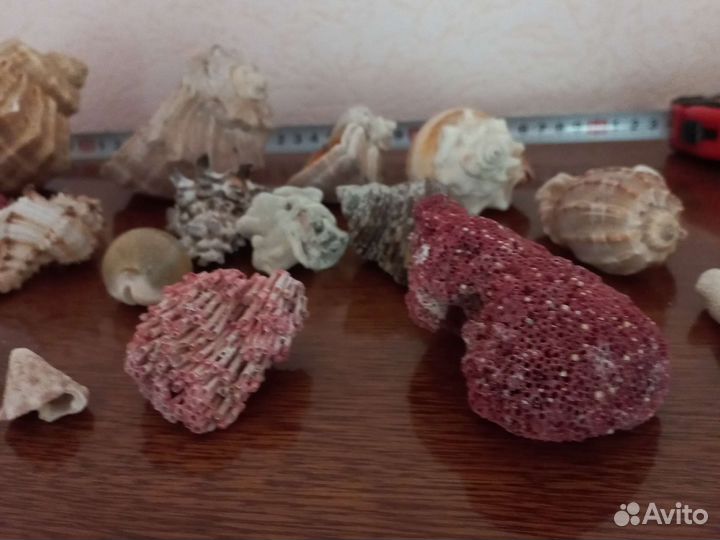 Ракушка, кораллы