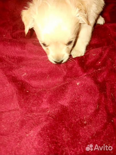 Той-терьер щенки