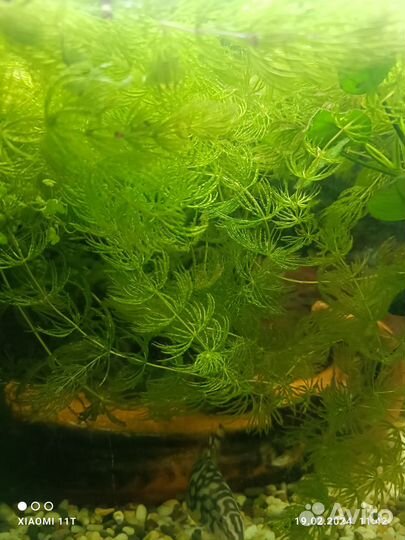 Аквариумное растение