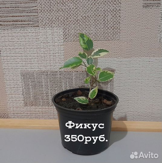 Комнатные растения цветы