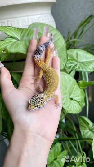 Эублефар малыши