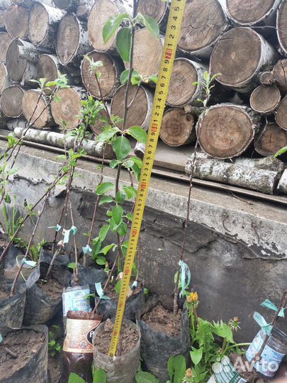 Саженцы плодовых деревьев