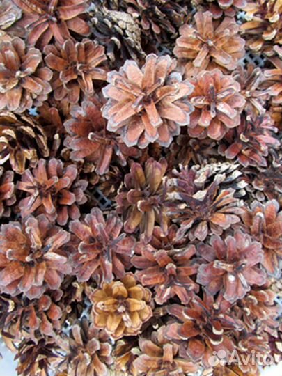 Шишки сосновые и еловые отборные для флористики