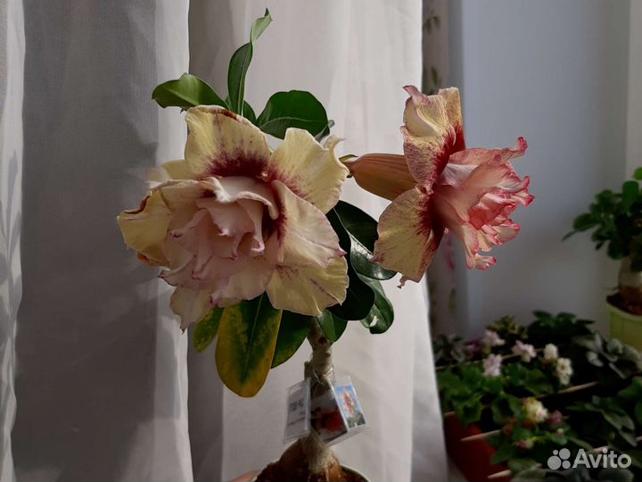 Прививка адениума The Bell