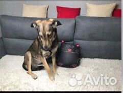 Умная собачка