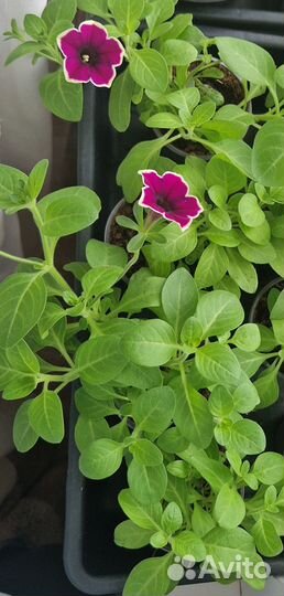 Петуния Рим Маджента