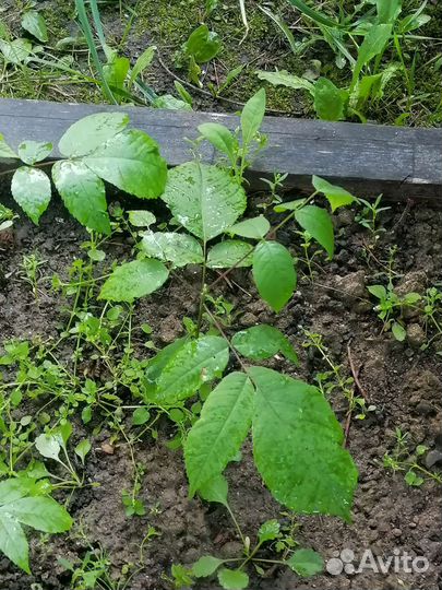 Манжурский орех