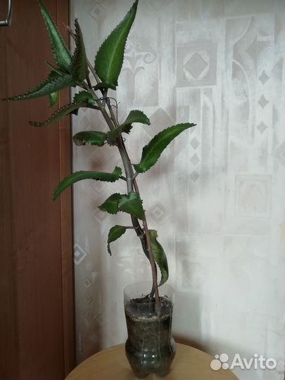 Каланхое лечебное