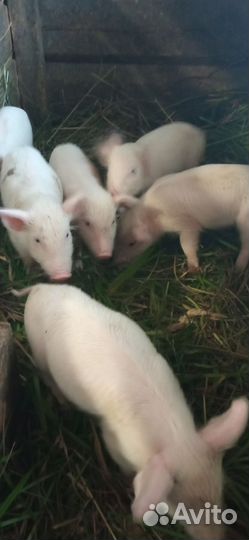 Поросята ландрас