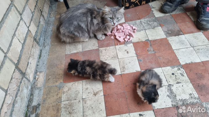 Котята в добрые руки