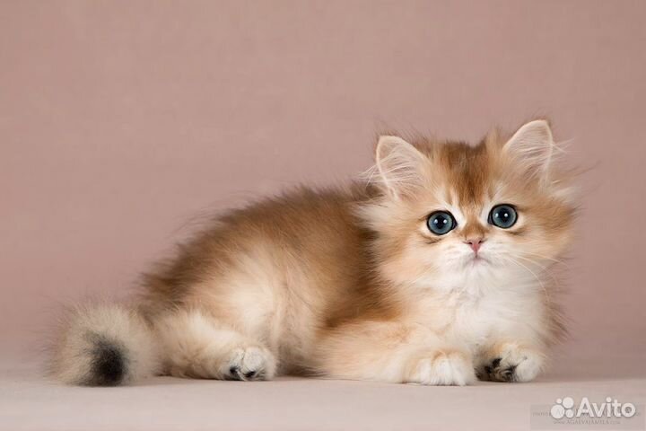 Котята золотые британские шиншиллы