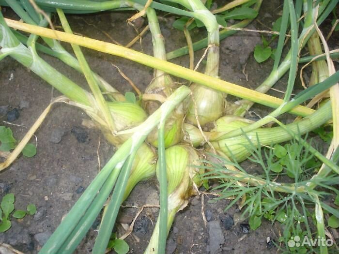 Лук семейный на посадку