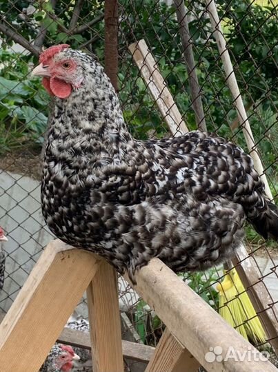 Пушкинские цыплята