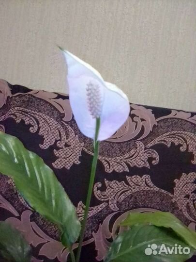 Спатифиллум, сингониум, алоказия