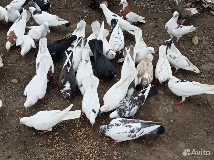 Породистые голуби