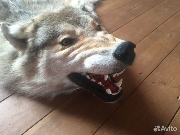 Выделка шкур. Изготовление чучел. Таксидермия