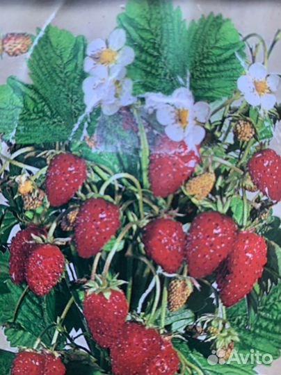 Земляника с подоконника балконная