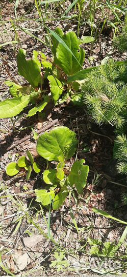 Многолетники