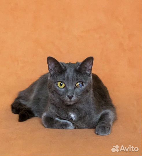 Особенная одноглазая кошка Лилу 11 месяцев в дар