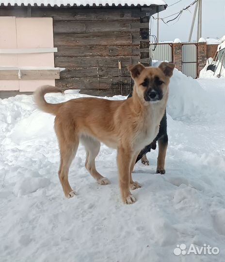 Щенок в дар Джесика