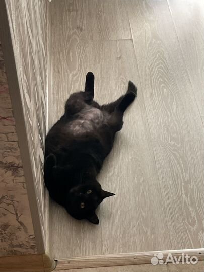 Кошка в добрые руки